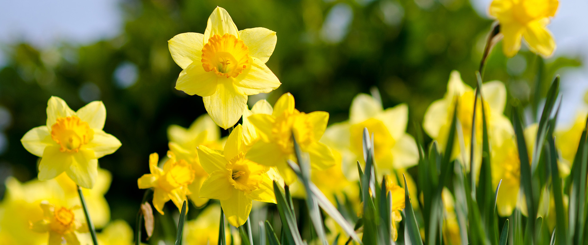 Adobestock Daffodils